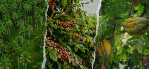 Hilirisasi Perkebunan Rakyat Didorong, Nilai Tambah Petani Jadi Fokus