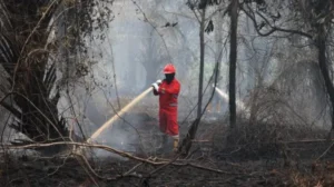 Prabowo Bentuk BPGMN, Ilmuwan dan Profesional Dilibatkan Cegah Karhutla
